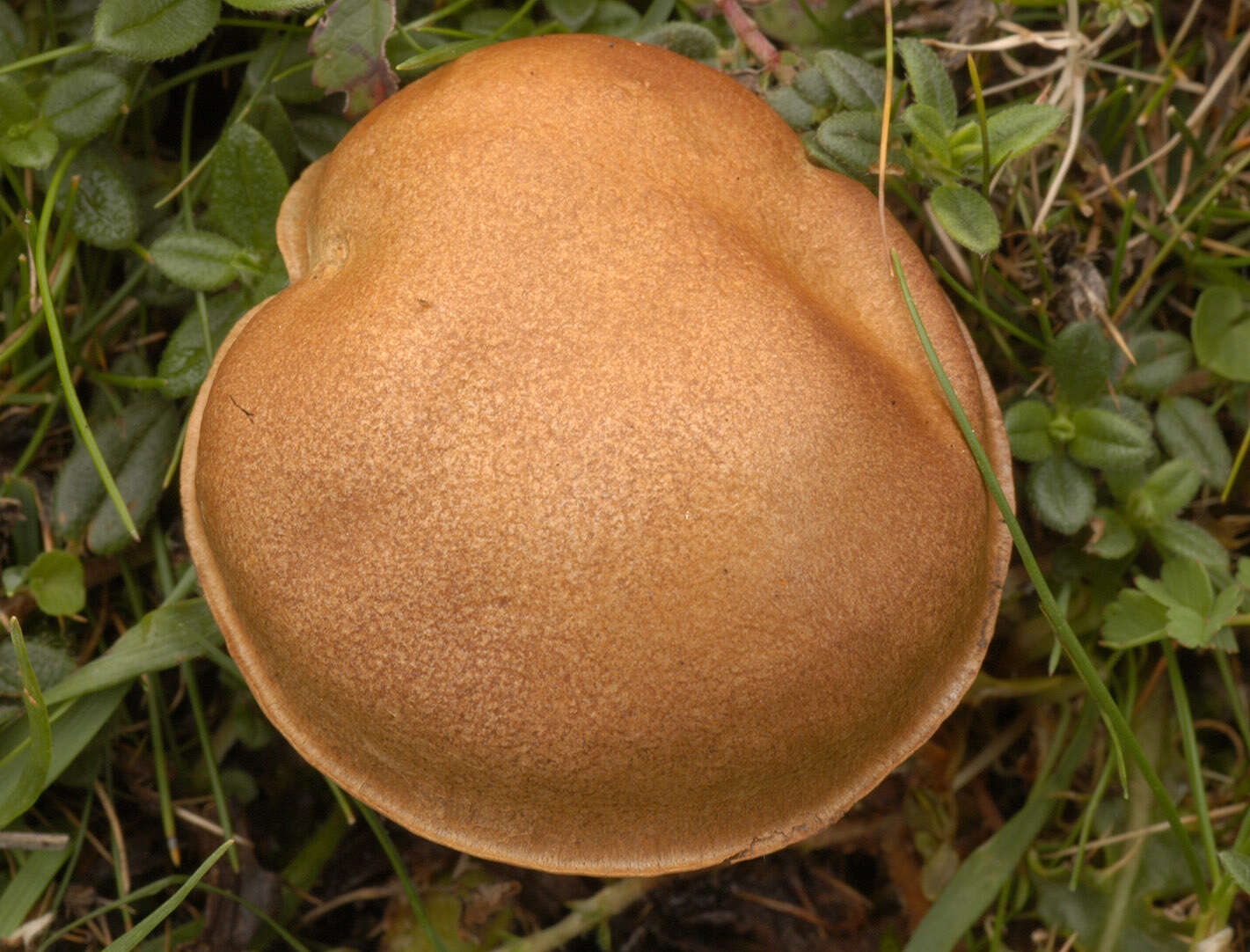 Image of Cortinarius infractus (Pers.) Fr. 1838