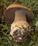 Image of Cortinarius infractus (Pers.) Fr. 1838