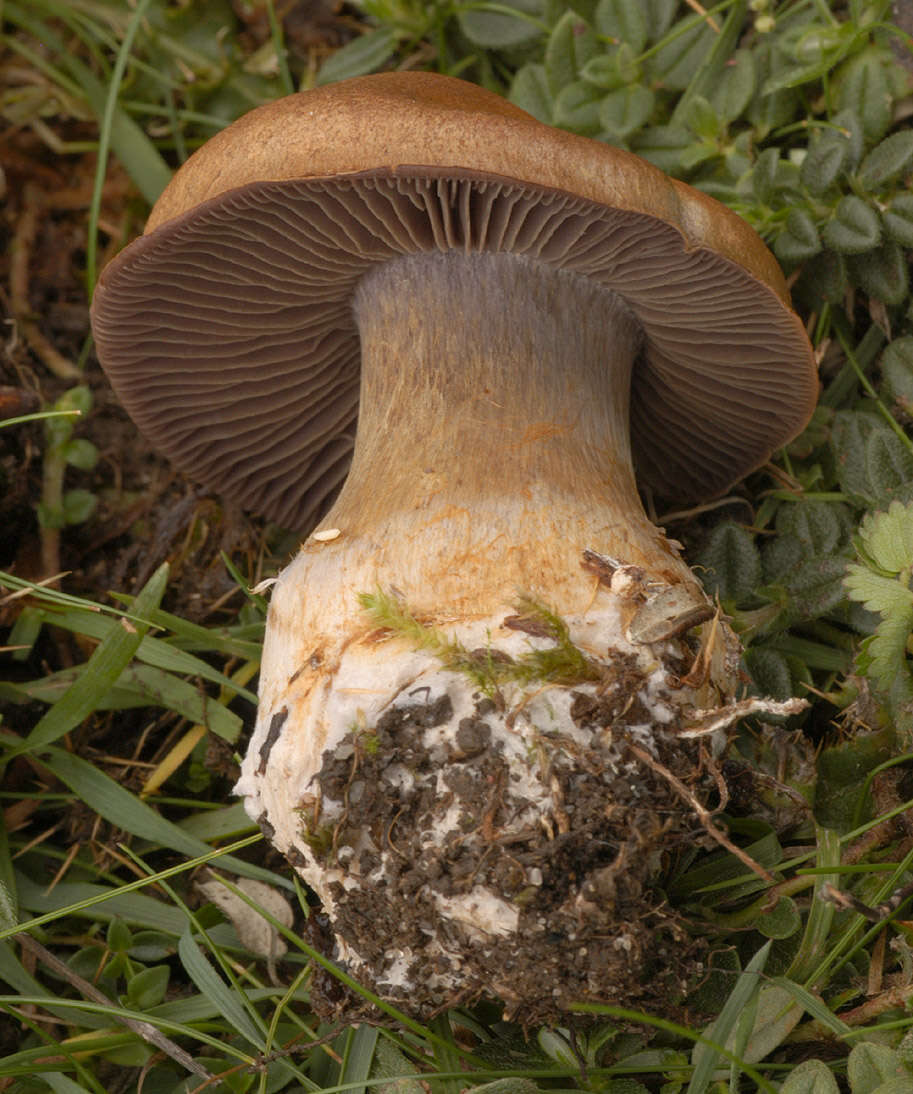 Image of Cortinarius infractus (Pers.) Fr. 1838