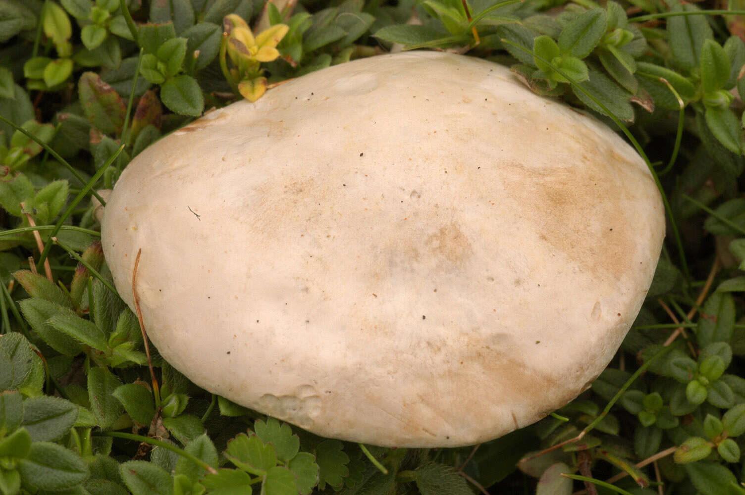 Image of Sweetbread mushroom