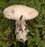 Image of Sweetbread mushroom