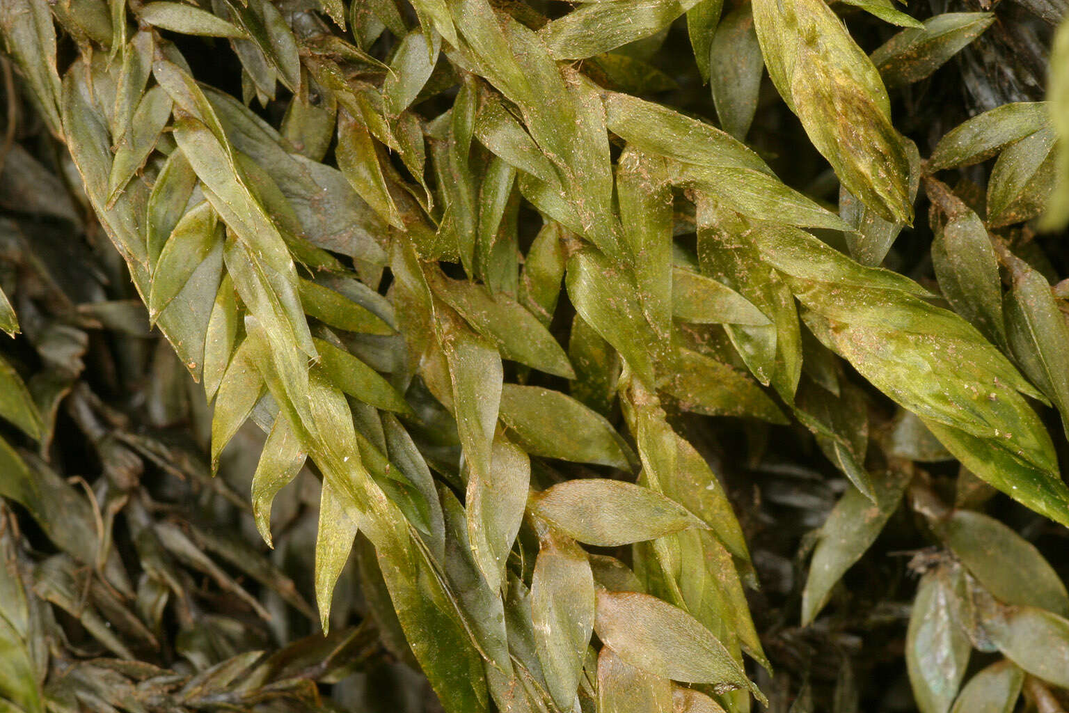 Image of Fontinalaceae