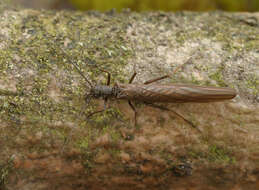 Image of Leuctra fusca (Linnaeus 1758)