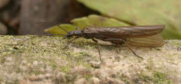 Слика од Leuctra fusca (Linnaeus 1758)