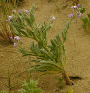 Image de giroflée des dunes