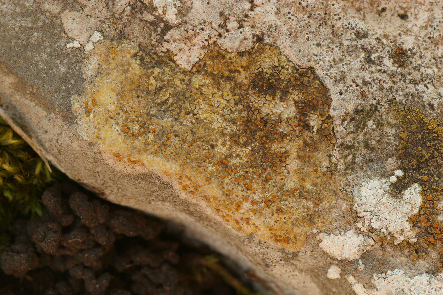 Image of Caloplaca ochracea (Schaer.) Flagey