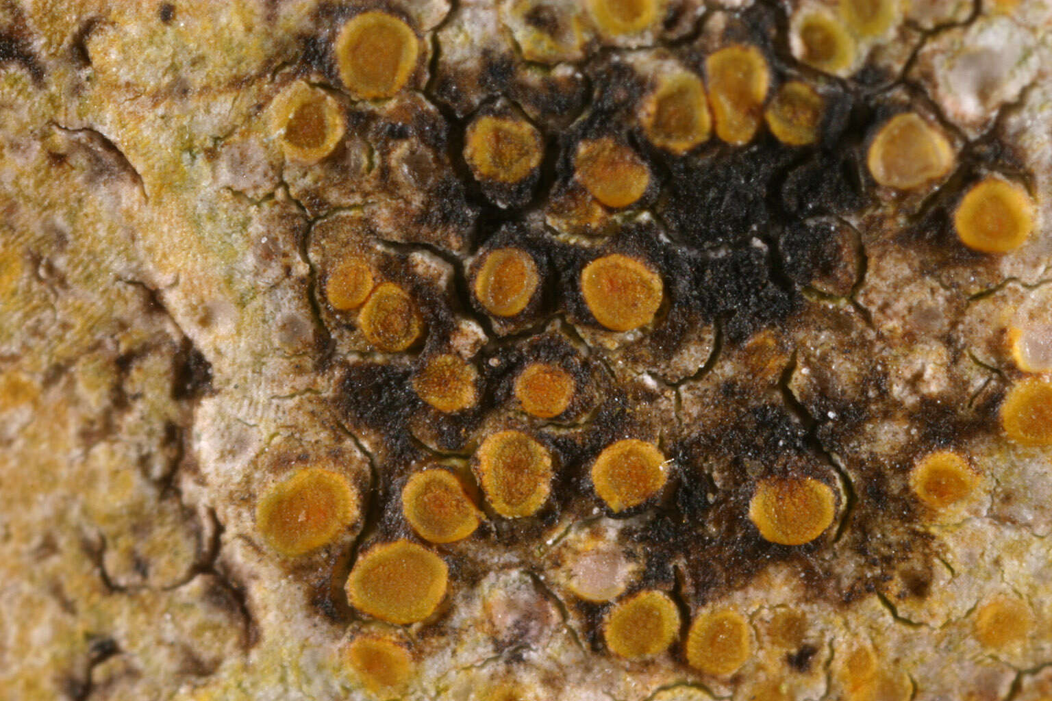 Image of Caloplaca ochracea (Schaer.) Flagey