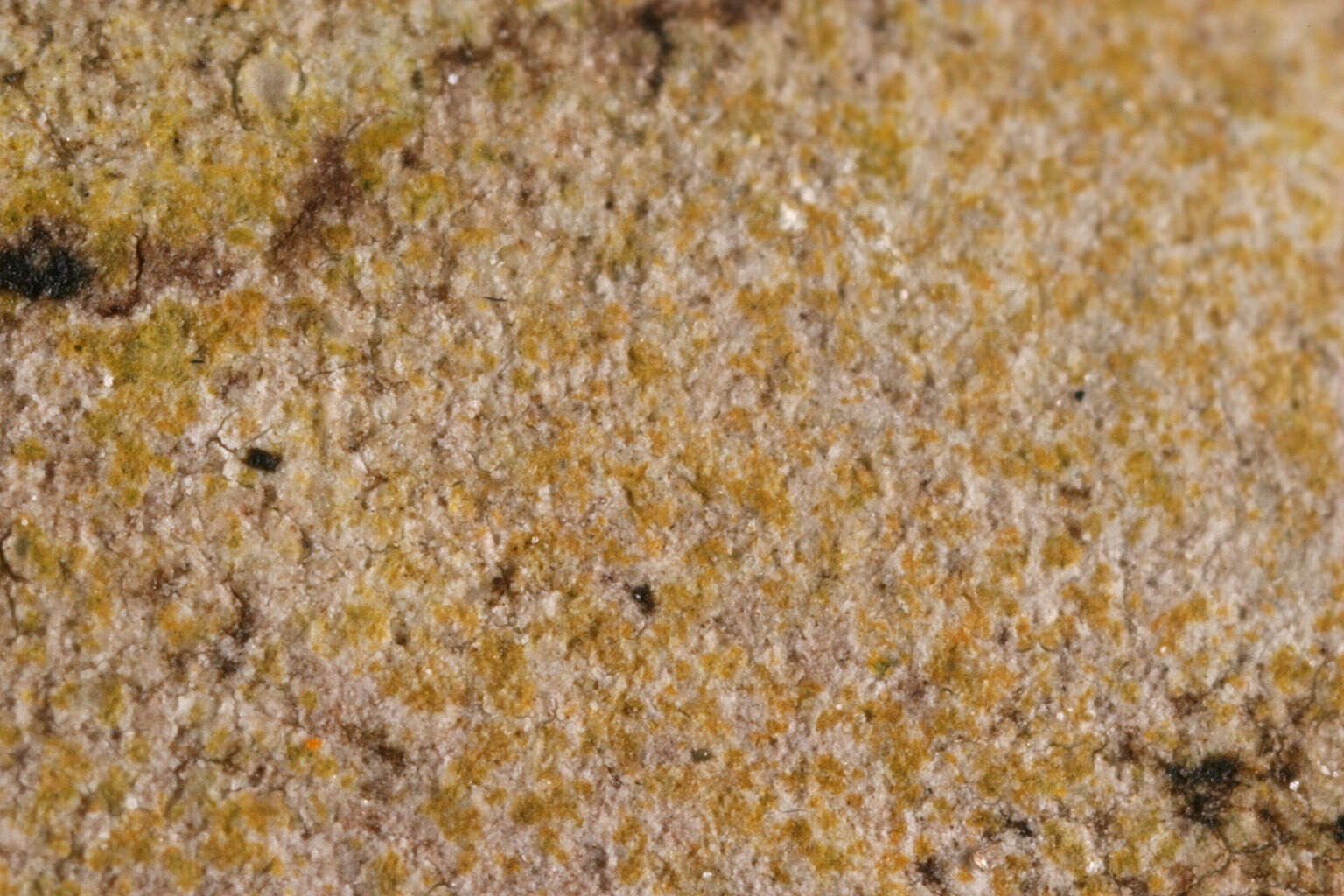 Image of Caloplaca ochracea (Schaer.) Flagey
