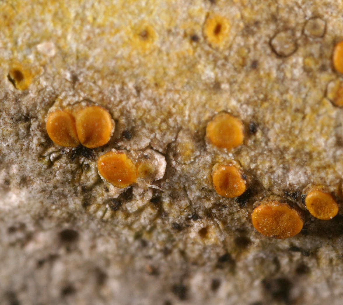 Image of Caloplaca ochracea (Schaer.) Flagey