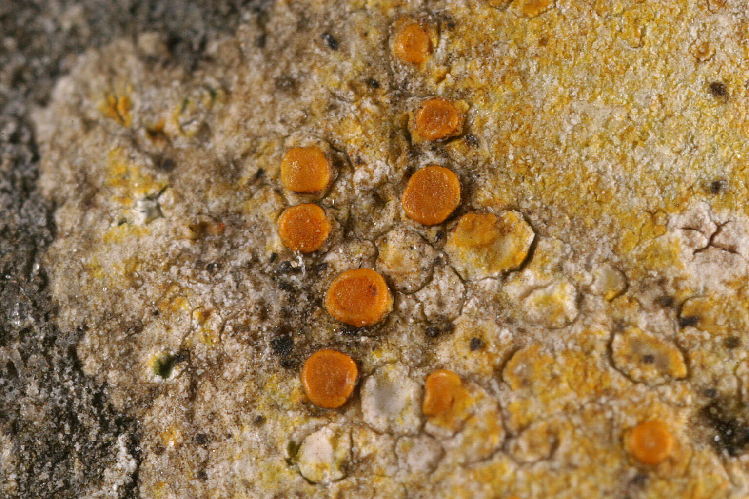 Image of Caloplaca ochracea (Schaer.) Flagey