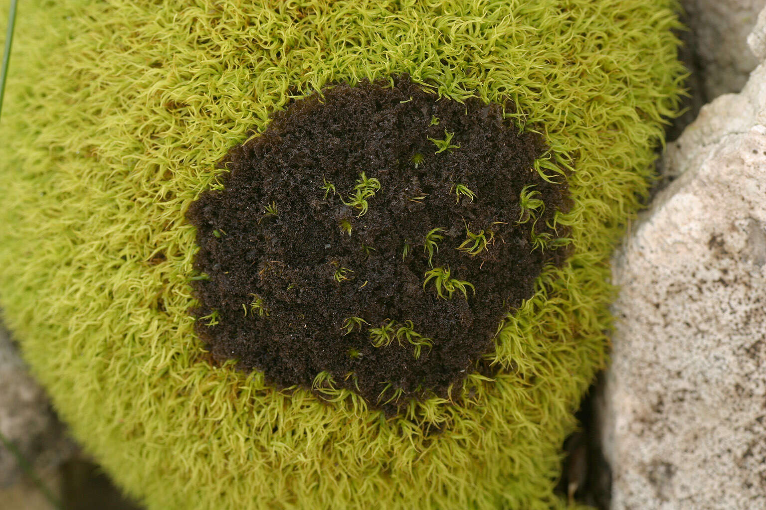 Image of gelatinous skin lichen