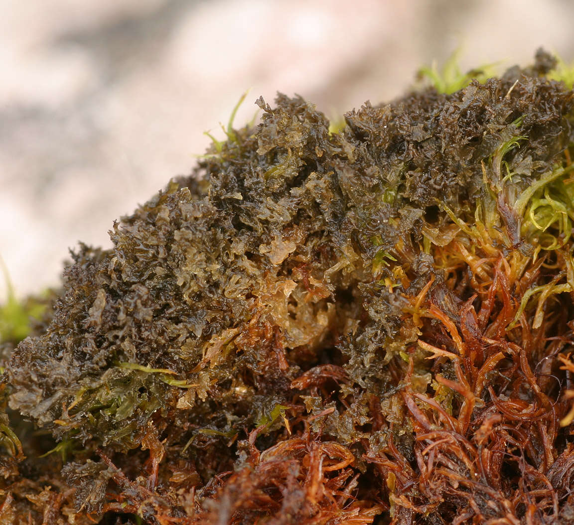 Image of gelatinous skin lichen