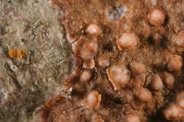 Sivun Gyalecta jenensis (Batsch) Zahlbr. kuva