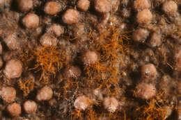 Image of dimple lichen