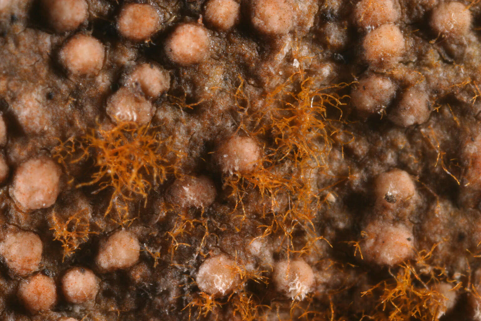 Image of dimple lichen