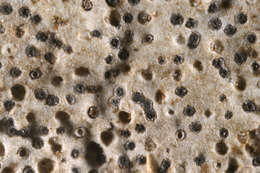 Image of wart lichen