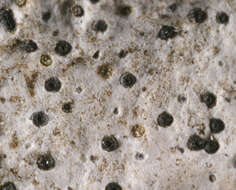 Image of wart lichen