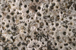 Image of wart lichen