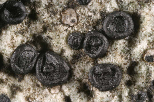 Image of lecidella lichen