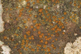 Image of protoblastenia lichen