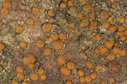 Image of protoblastenia lichen