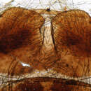 Image of Late Needle Fly