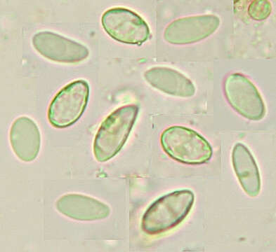 Protoblastenia rupestris (Scop.) J. Steiner的圖片