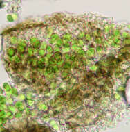 Image of wart lichen