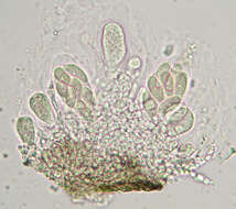 Image of wart lichen