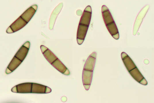 Image of Chaetosphaerella phaeostroma (Durieu & Mont.) E. Müll. & C. Booth 1972