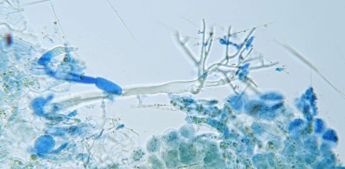 Image of Peronospora galii