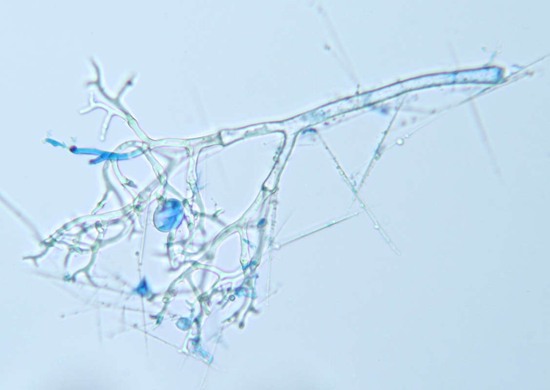 Image of Peronospora galii