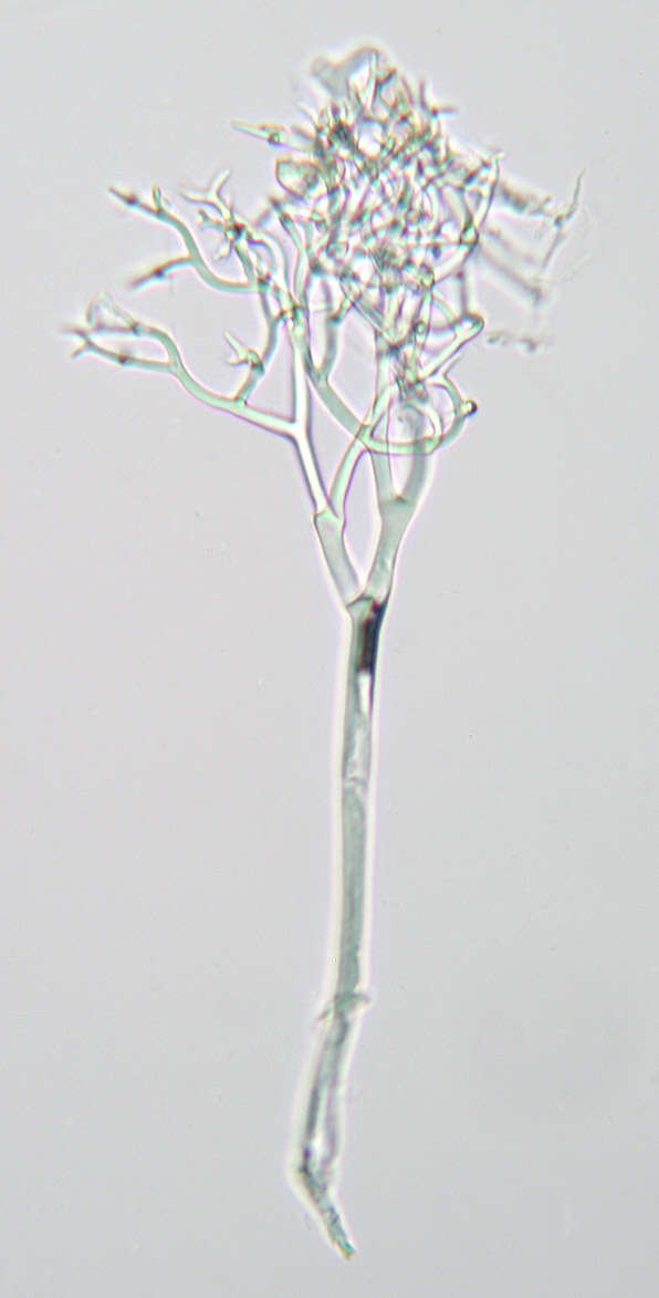 Image of Peronospora galii