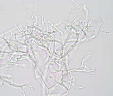 Image of Peronospora galii