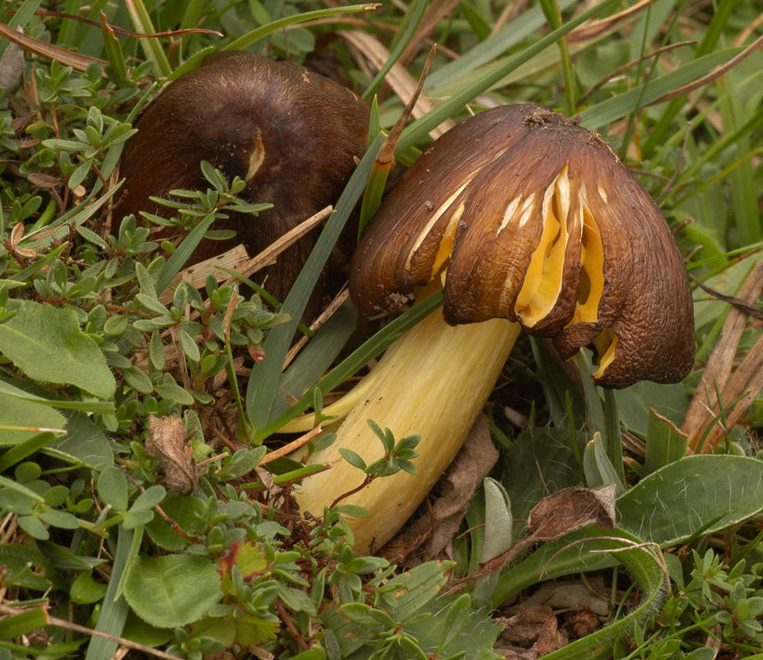 Image of Date waxcap