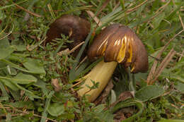 Image of Date waxcap