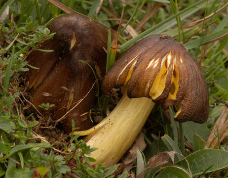 Image of Date waxcap