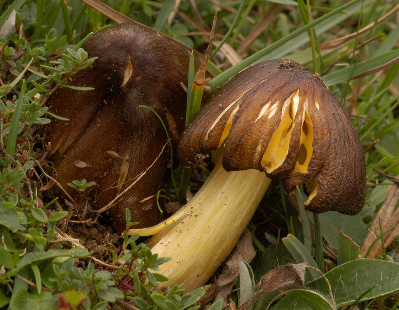 Image of Date waxcap