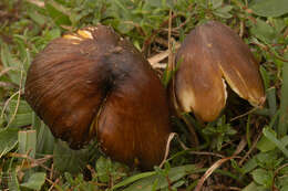 Image of Date waxcap