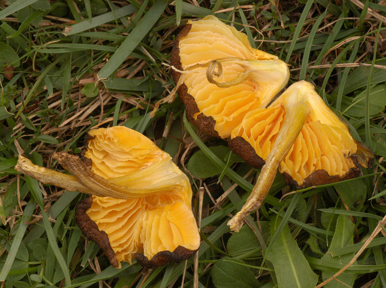 Image of Date waxcap