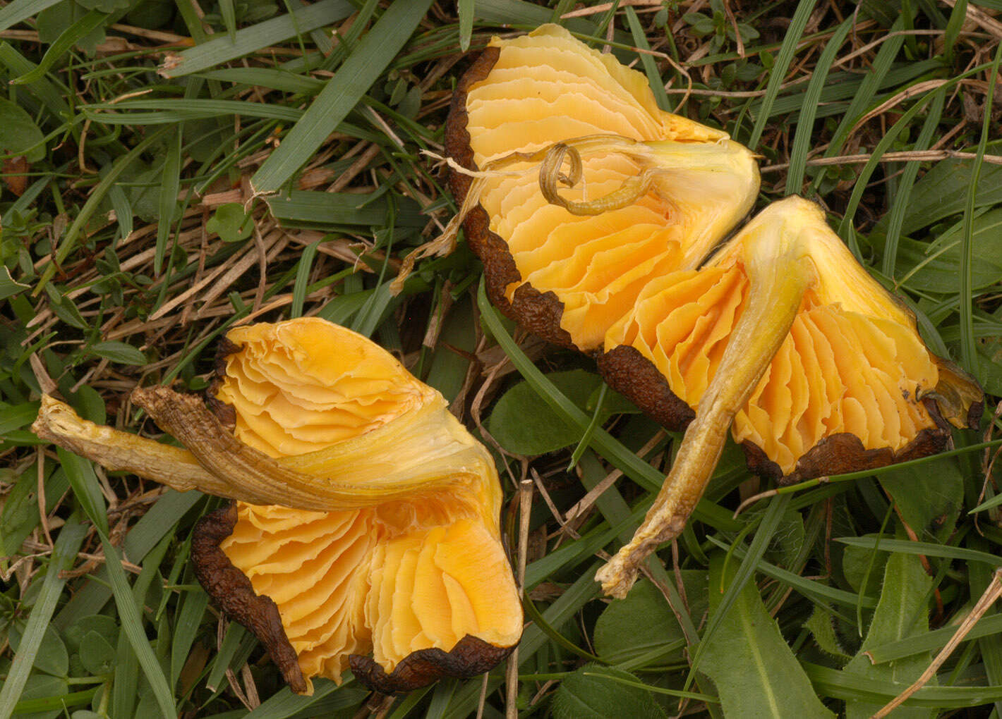 Image of Date waxcap