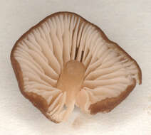 Image of Entoloma turci (Bres.) M. M. Moser 1978