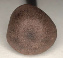 Image of Entoloma anatinum (Lasch) Donk 1949