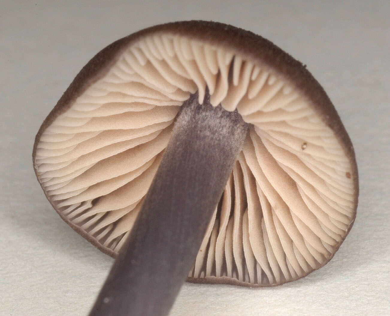 Image of Entoloma anatinum (Lasch) Donk 1949