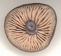 Image of Entoloma anatinum (Lasch) Donk 1949