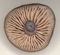 Image of Entoloma anatinum (Lasch) Donk 1949