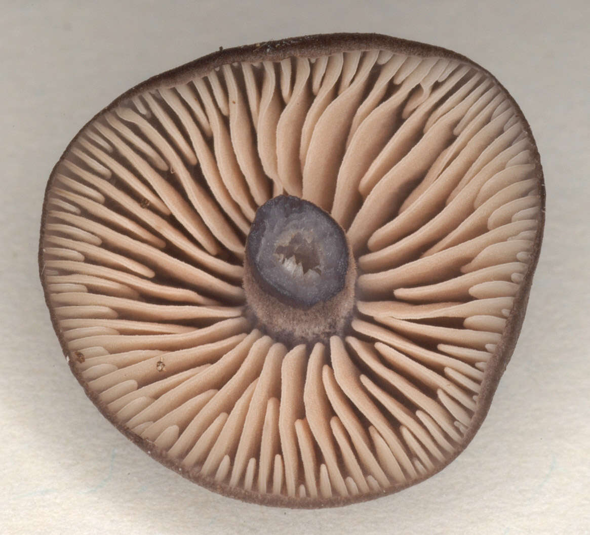 Image of Entoloma anatinum (Lasch) Donk 1949