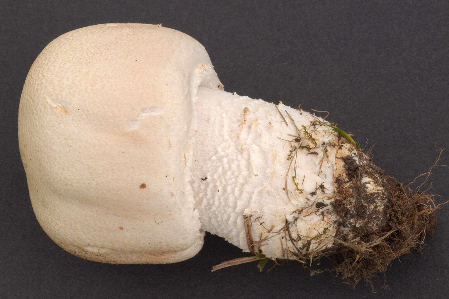 Plancia ëd Agaricus urinascens (Jul. Schäff. & F. H. Møller) Singer 1951