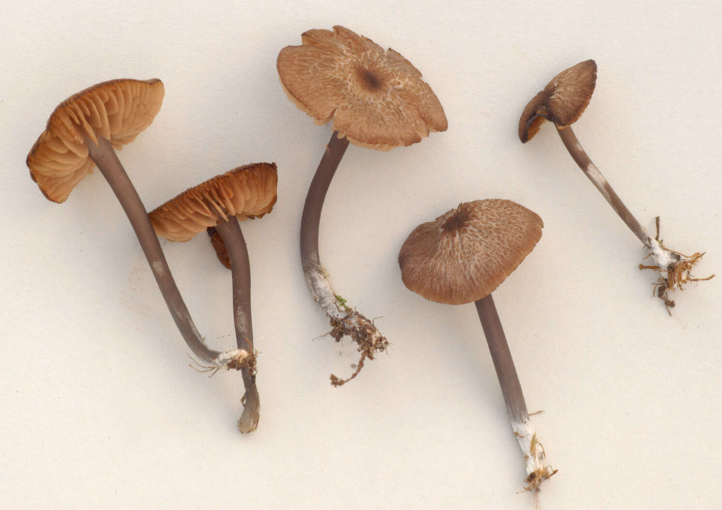 Image of Entoloma poliopus (Romagn.) Noordel. 1979