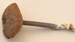 Image of Entoloma poliopus (Romagn.) Noordel. 1979